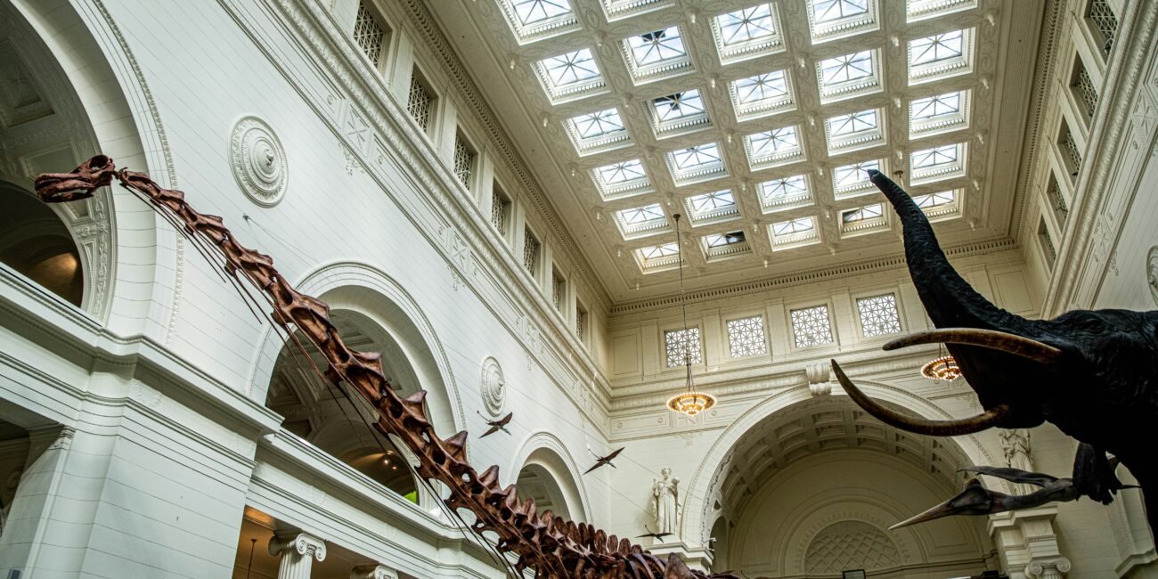 Dinosaur skeletons displayed inside the Field Museum in Chicago
