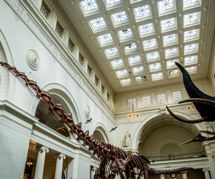 Patagotitan cast and African elephant mounts in Stanley Field Hall at Chicago's Field Museum