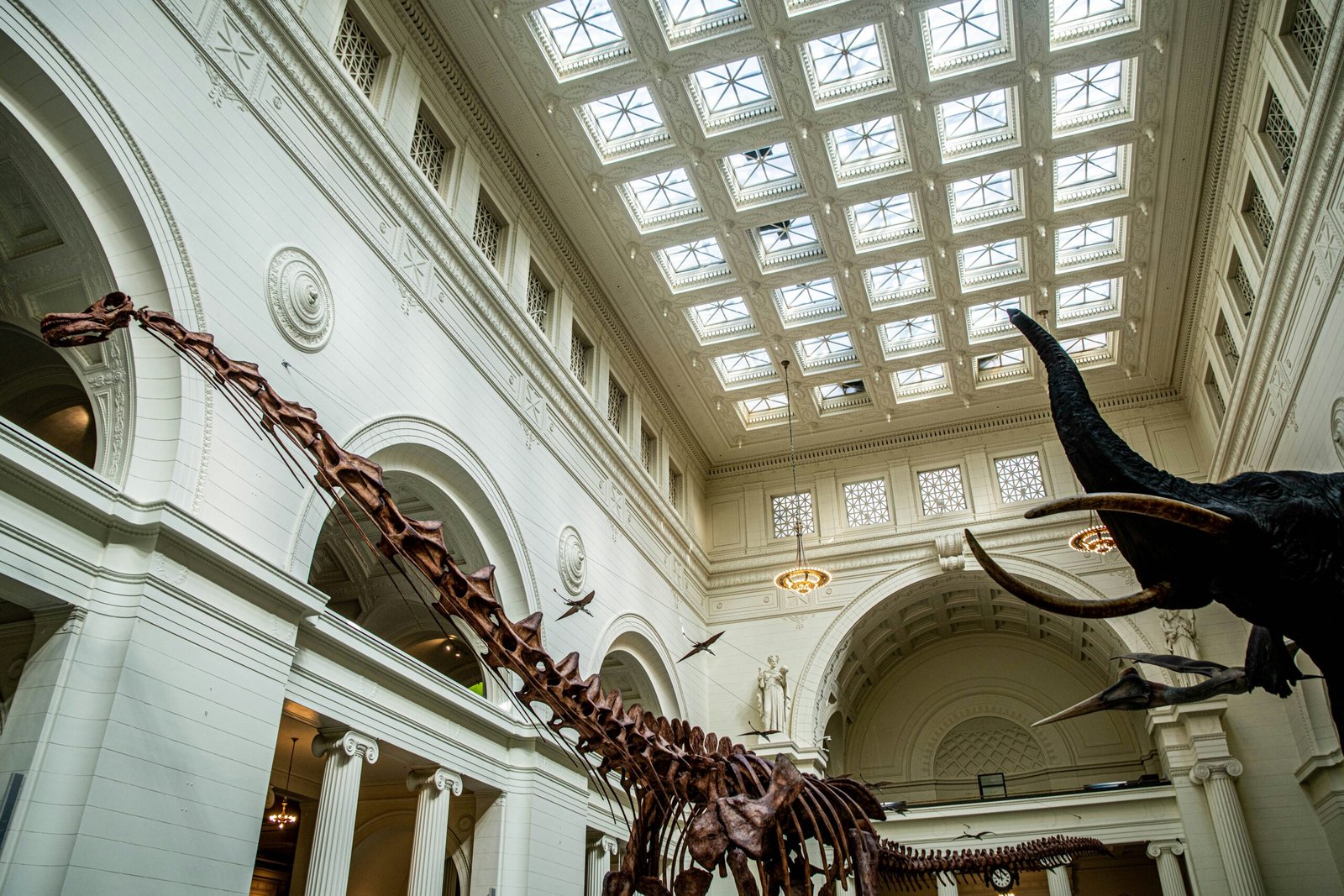 Dinosaur skeletons displayed inside the Field Museum in Chicago