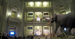 Henry the African bush elephant displayed in the Smithsonian National Museum of Natural History rotunda in Washington, DC