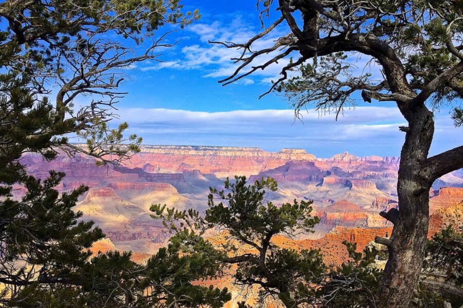Sunlit Grand Canyon cliffs and buttes framed by pinyon-juniper trees beneath a bright blue sky