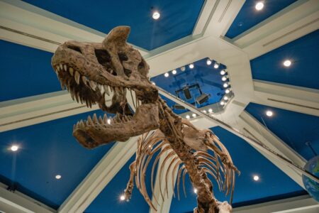 Close-up of a dinosaur skeleton displayed in a museum with dramatic lighting