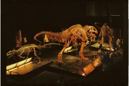 Dinosaur skeletons displayed in a museum gallery with visitors