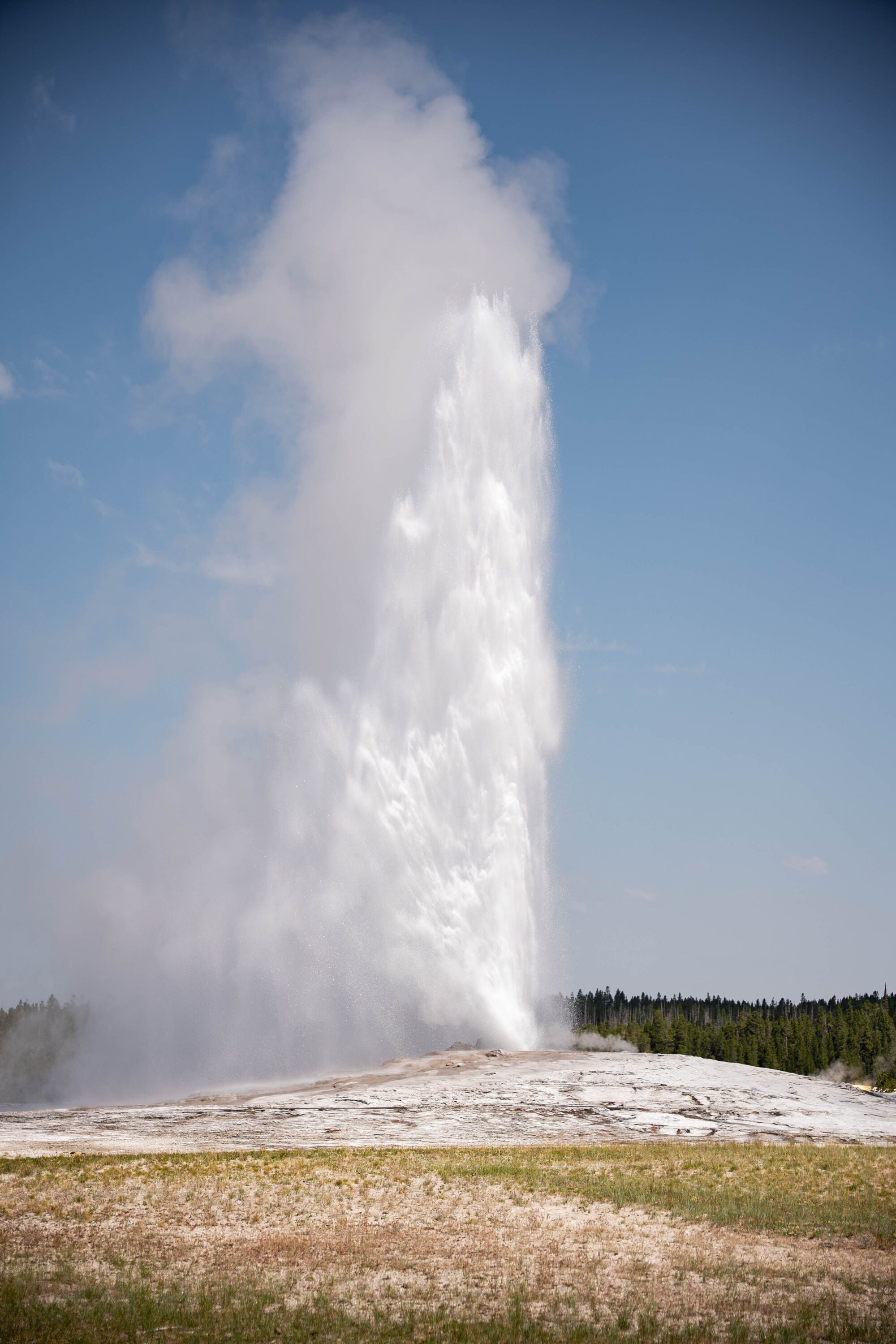 Old Faithful geyser erupting in a tall plume of water and steam beneath a blue sky in Yellowstone National Park